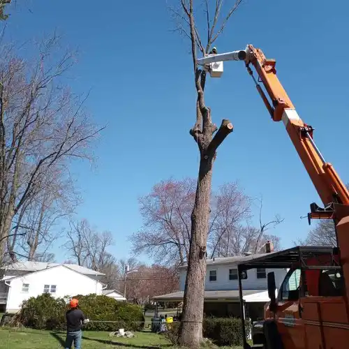 Tree Service Princeton NJ