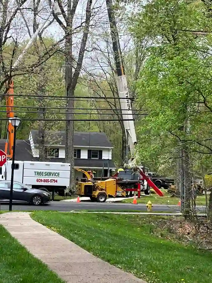 Tree Care Princeton NJ