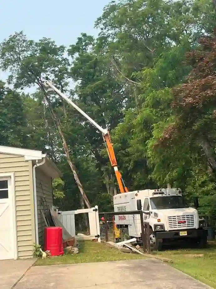 Tree Removal in Princeton NJ