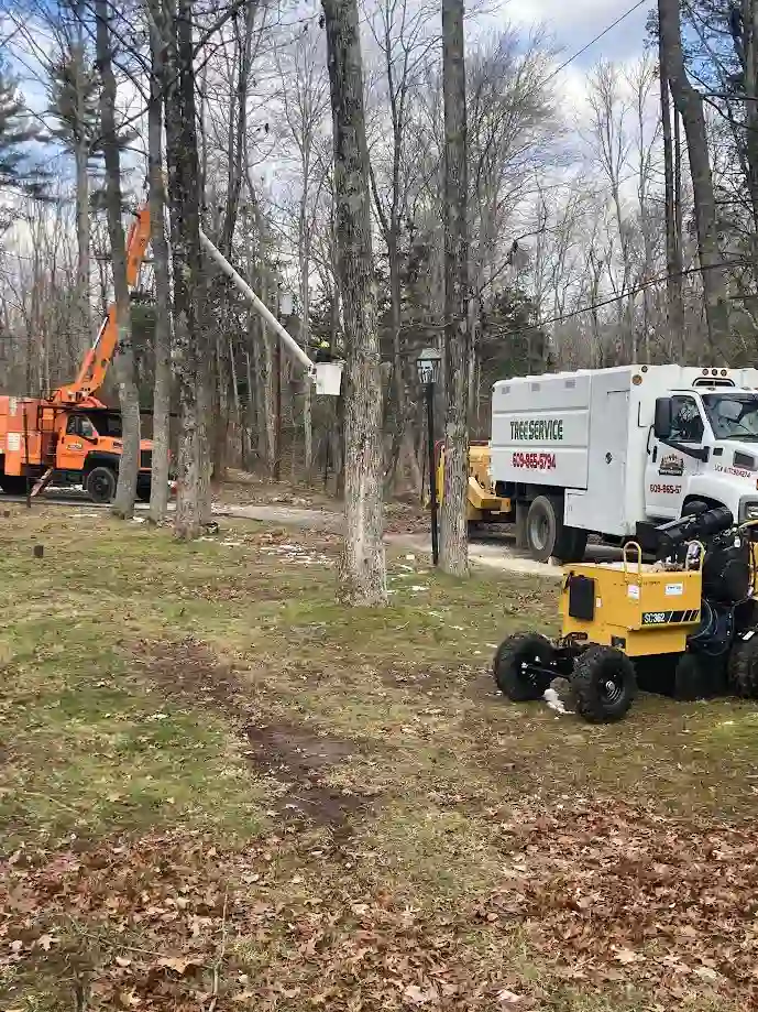 Tree Removal in Princeton