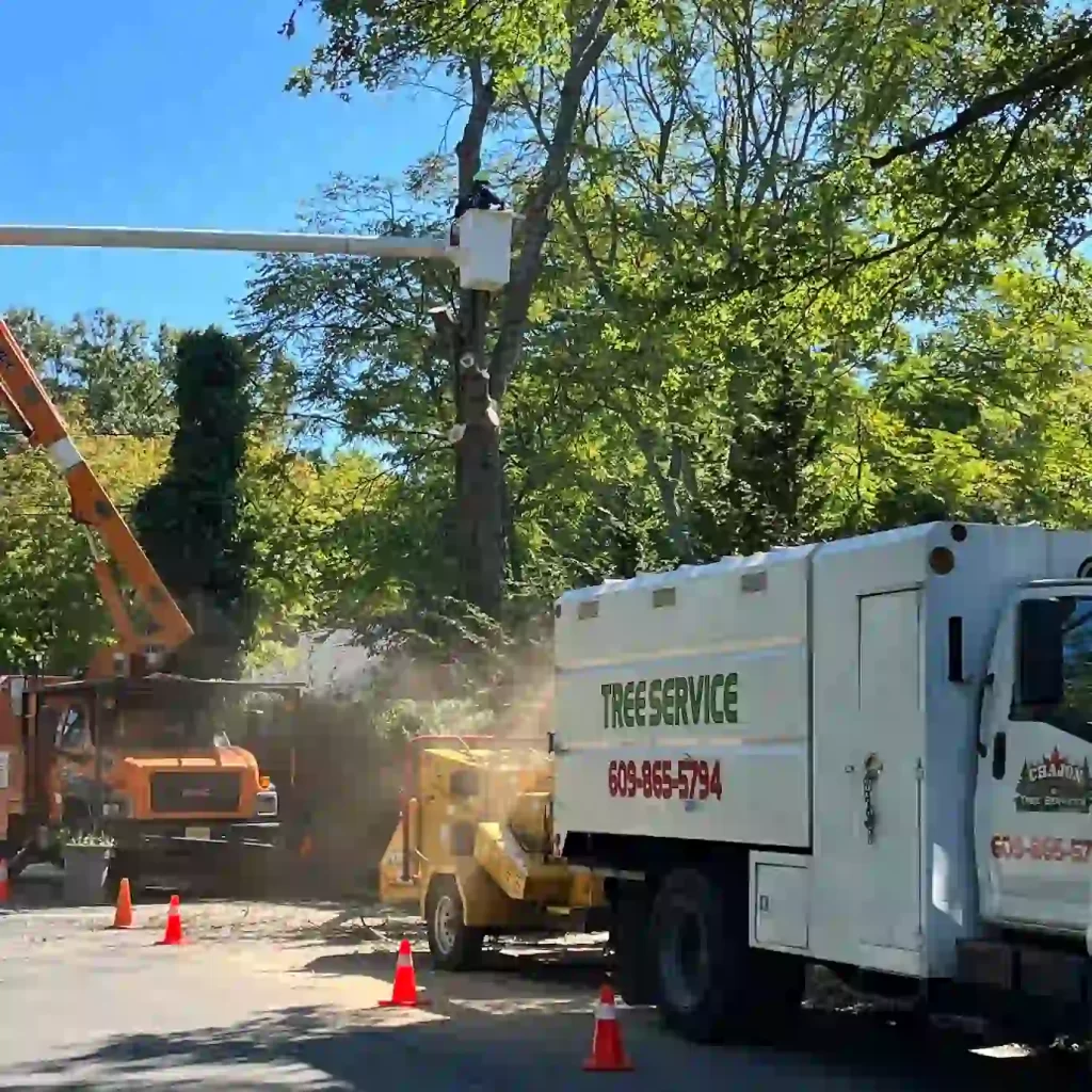 Tree Service in Princeton