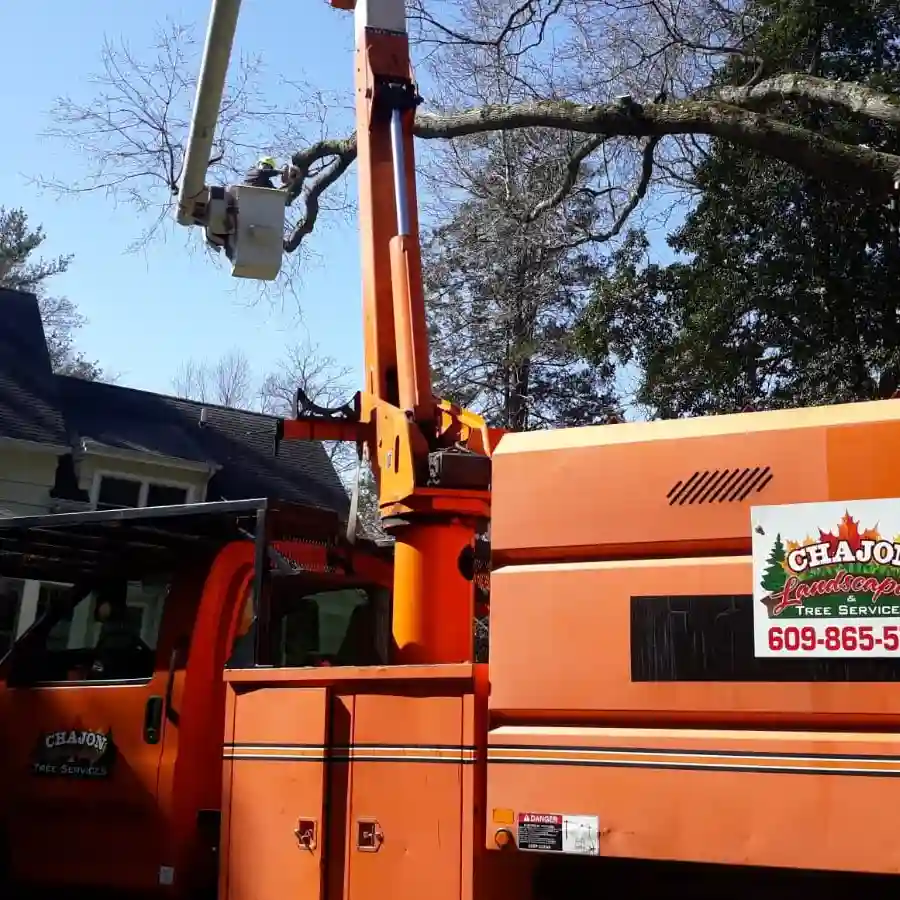 Tree Service in Pennington NJ